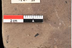 Foto (Detailansicht) von Pinus laricio Poiret (NHMW-GEO-2024-0188-0240)